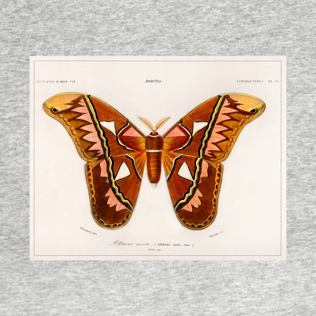 Attacus Atlas Moth (1892) by WAITE-SMITH VINTAGE ART